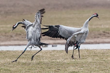 Common Crane